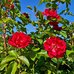La Belle Rouge