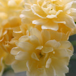 Banksiae Lutea (XL Climbing Rose)