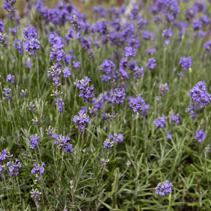 Lavender Blue