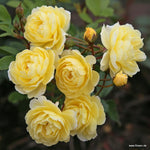 Lemon Siluetta
