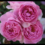 Magic Aroma