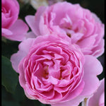 Magic Aroma