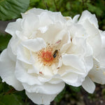 Margaret Merril