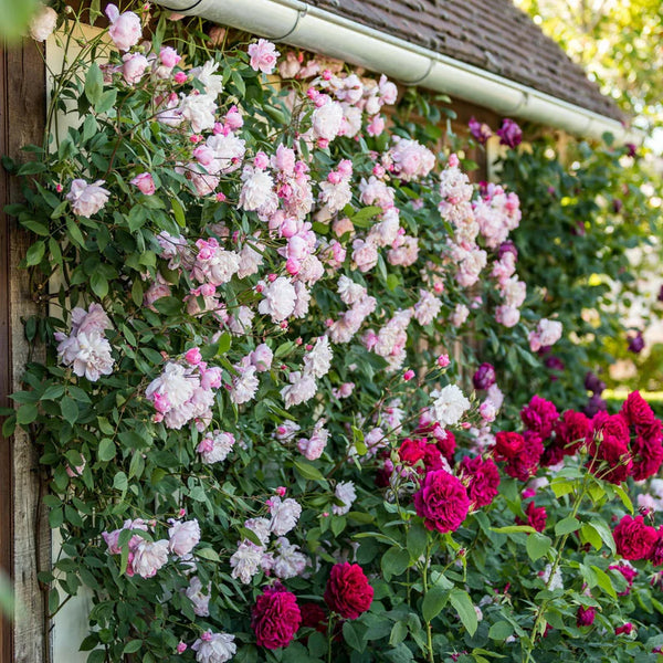 Climbing roses