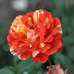 Japanese Rose BI – Matsuri (Festival)