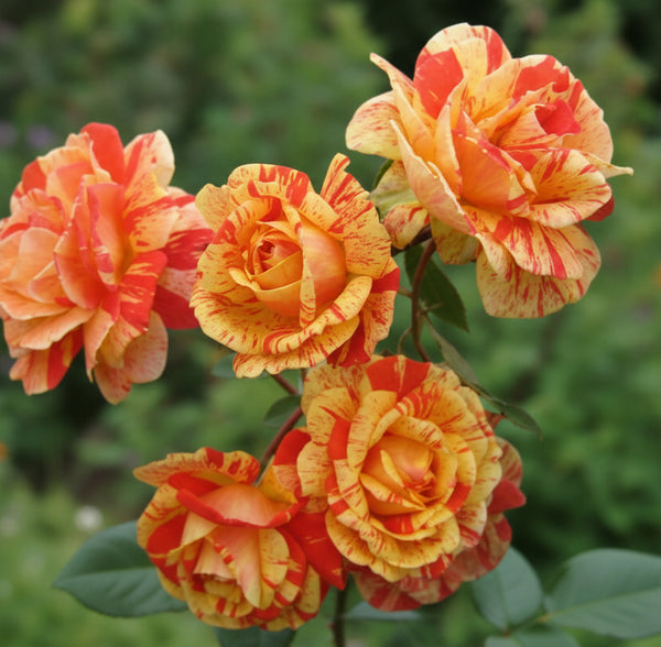 Japanese Rose BI – Matsuri (Festival)