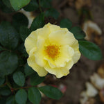 Medal Amorina