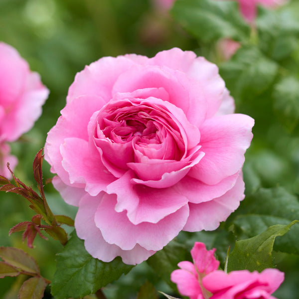 Japanese rose Princess Meiko (Prosperous)