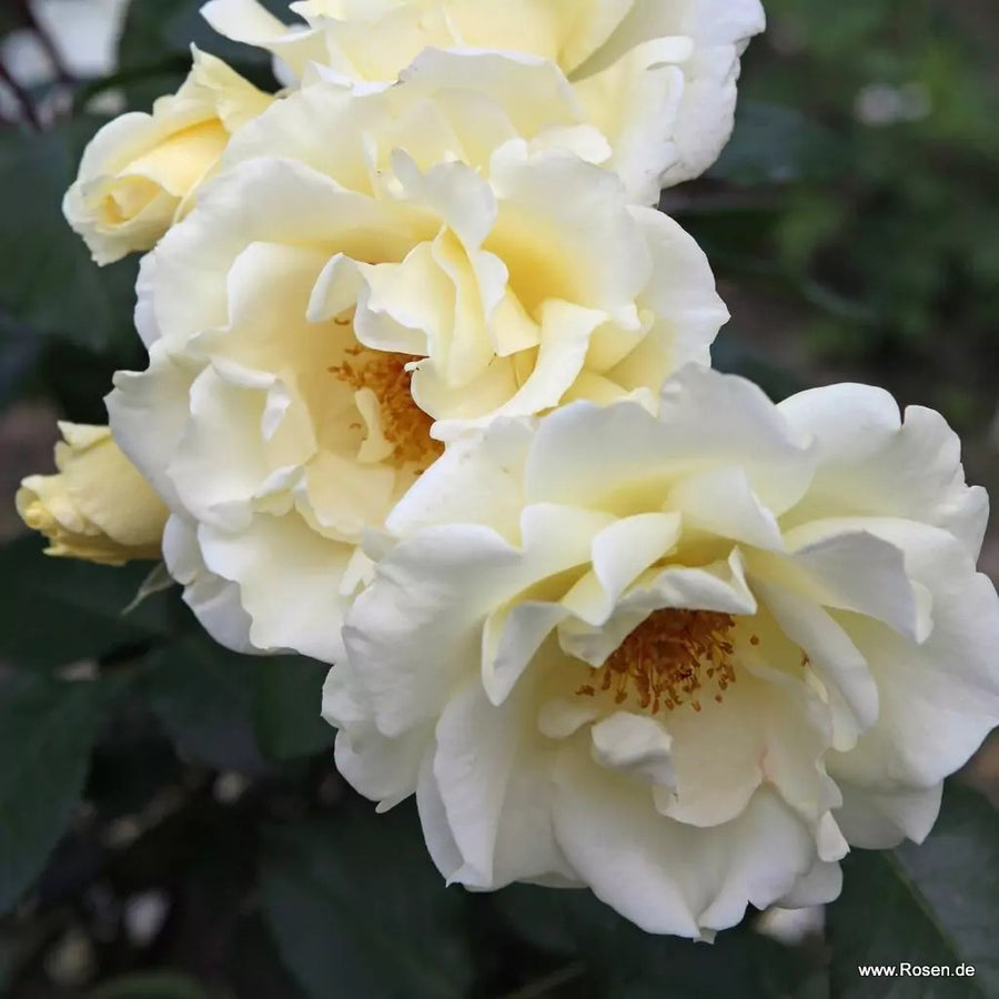 Mentor-Rose