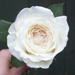 Japanese rose Princess Miyuki (First snow)