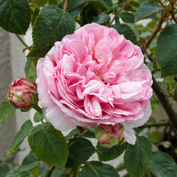 Mme Ernest Calvat