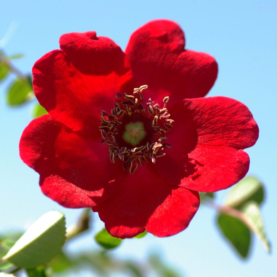Moyesii Geranium