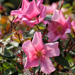 Mutabilis