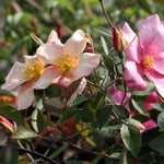 Mutabilis