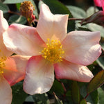 Mutabilis