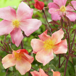 Mutabilis