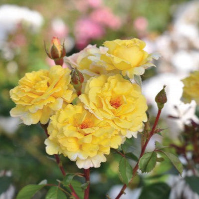Edible rose - Nadia Zerouali