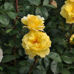 Edible rose - Nadia Zerouali