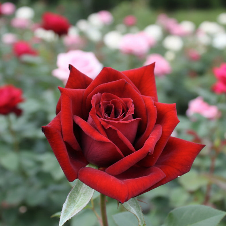 Japanese Rose BI – Noir