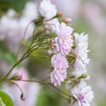 Paul's Himalayan Musk Rambler
