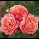 Peach Melba® (NEW 2027)