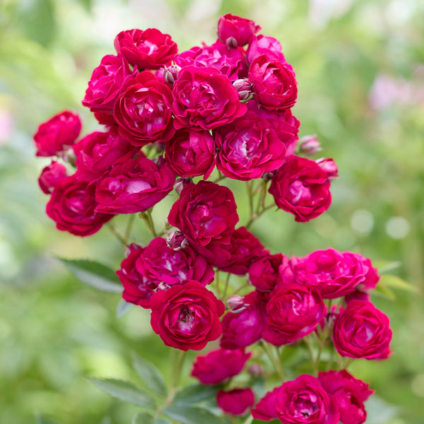 Perennial Red (Domino)