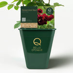 Perennial Red (Domino)