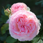 Pierre de Ronsard (Eden Rose)