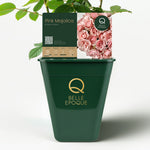 Majolica Pink