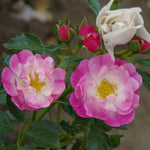 Pink Ricco Amorina