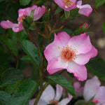 Pink Whispers