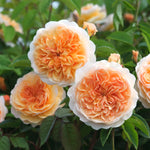 Port Sunlight (Auslofty)
