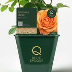 Japanese rose Princess Lieve