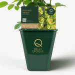 Japanese rose Princess Midori (green)