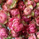 Japanse roos Princess Pinku Spray