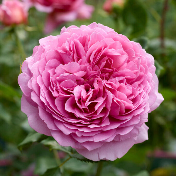 Princess Alexandra of Kent (Ausmerchant) (on stem)