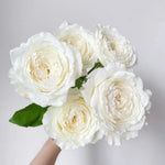 Japanese rose Princess Miyuki (First snow)