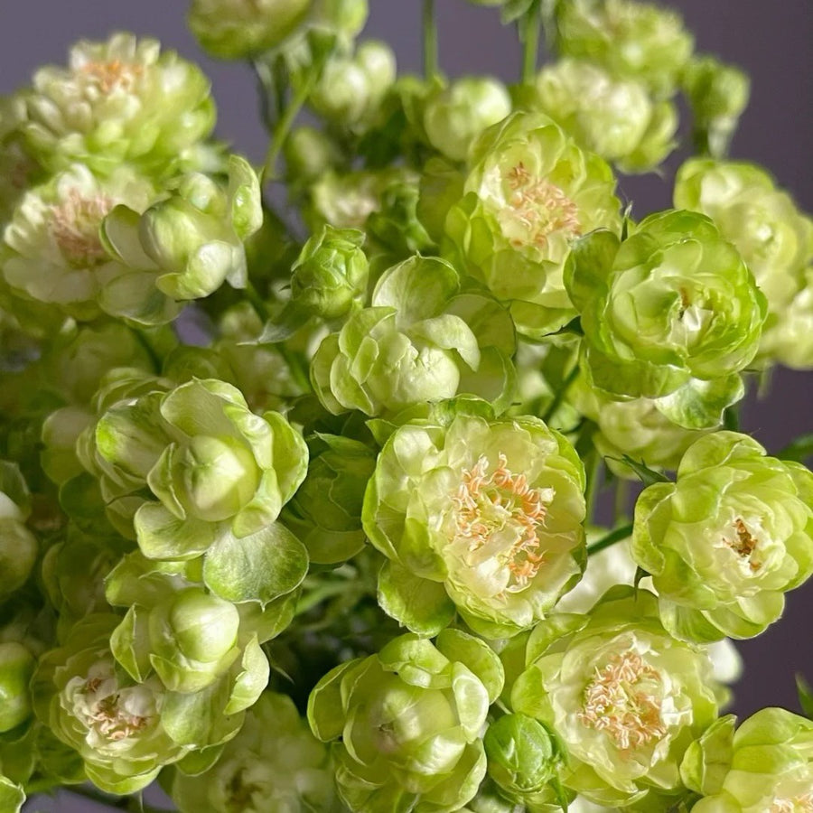 Japanese rose Princess Midori (green)