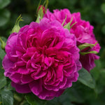 Princess Anne (Auskitchen)