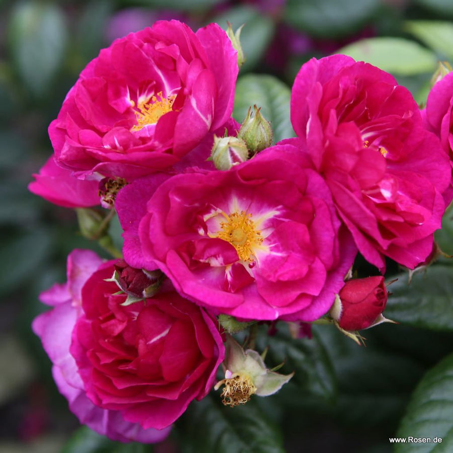 Purple Siluetta