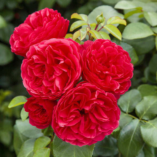 Red Leonardo da Vinci