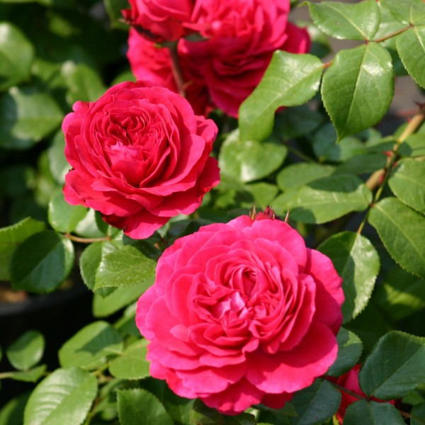 Red Leonardo da Vinci