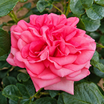 Romina