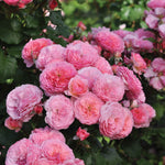 Grote rozetvormige roze bloemen met veel bloemblaadjes, bloeiend in volle trossen.