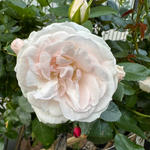 Aspirin Rose (on stem)