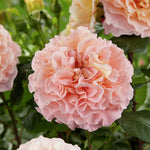Augusta Luise (standard rose)