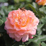 Augusta Luise (standard rose)