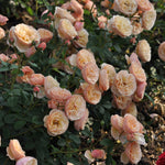Edible rose - Evelyn Wild