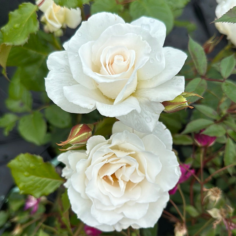 Margaret Merril