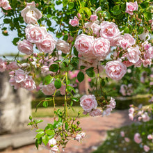 New Dawn (standard rose)
